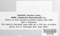 Septoria convolvuli image